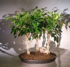 Ficus Braided Twist Bonsai Tree For Sale Three Tree Forest Group (ficus compacta)