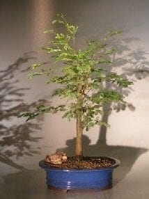 Horseflesh Mahogany Bonsai Tree For Sale - Large (lysiloma sabicu)
