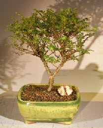 Chinese Seiju Elm Bonsai Tree For Sale (ulmus parvifolia 'seiju')