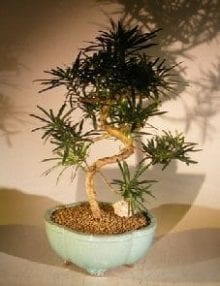 Flowering Podocarpus Bonsai Tree For Sale Curved Trunk Style - Large (podocarpus macrophyllus)