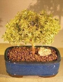 Flowering Myrtle Bonsai Tree For Sale - Variegated (myrtus communis 'compacta')