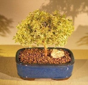 Flowering Myrtle Bonsai Tree For Sale - Variegated (myrtus communis 'compacta')