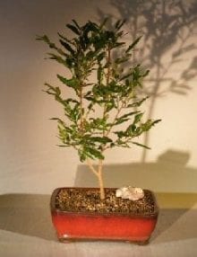 Flowering Mickey Mouse Bonsai Tree For Sale (ochna serrulata)
