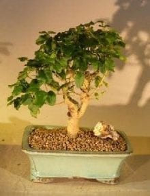 Flowering Ligustrum Bonsai Tree For Sale Straight Trunk Medium (ligustrum lucidum)
