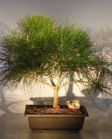 Japanese Black Pine Bonsai Tree For Sale (pinus thunbergii)