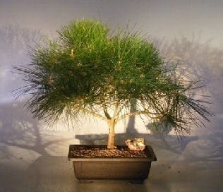 Japanese Black Pine Bonsai Tree For Sale (pinus thunbergii)
