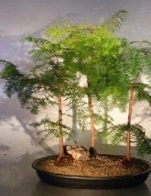 Redwood Bonsai Tree For Sale Three(3) Tree Forest Group (metasequoia glyptostroboides)