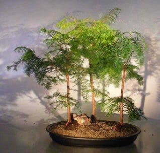 Redwood Bonsai Tree For Sale Three(3) Tree Forest Group (metasequoia glyptostroboides)
