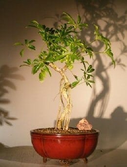 Hawaiian Umbrella Bonsai Tree For Sale Coiled Trunk Banyan Style (arboricola schefflera 'luseanne')