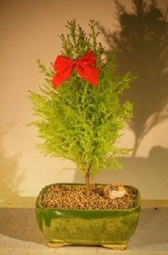 Lemon Cypress Bonsai Tree For Sale (cupressus macrocarpa)