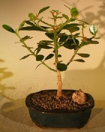 Flowering Tropical Dwarf Apple Bonsai Tree For Sale - Small (clusia rosea 'nana')