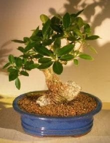 Green Emerald Ficus Bonsai Tree For Sale Root Over Rock Style (ficus microcarpa)