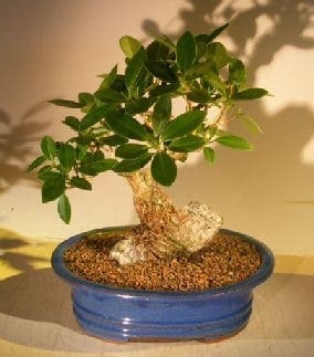 Green Emerald Ficus Bonsai Tree For Sale Root Over Rock Style (ficus microcarpa)