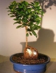 Ginseng Ficus Bonsai Tree For Sale Root Over Rock Style #1 (Ficus Retusa)