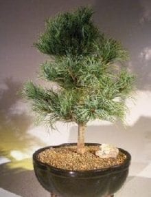 Japanese White Pine Bonsai Tree For Sale (pinus parviflora 'bergman')