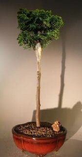 Hinoki Cypress Bonsai Tree For Sale Upright Style (chamecyparis obtusa 'verdoni')