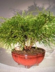 Green Thread Cypress Bonsai Tree For Sale (chamaecyparis pisifera 'golden mop')