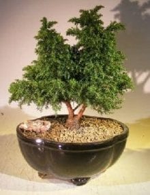 Cryptomeria Bonsai Tree For Sale - Large (japonica - tansu)