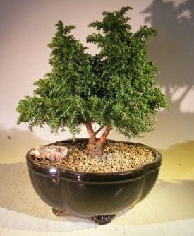 Cryptomeria Bonsai Tree For Sale - Large (japonica - tansu)