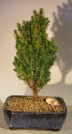Cryptomeria Bonsai Tree For Sale - Medium (japonica - tansu)