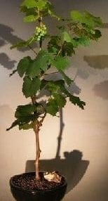 Wine Grape Bonsai Tree For Sale Chardonnay
