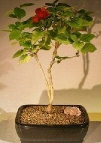 Flowering Coolie Cap Bonsai Tree For Sale (AKA Chinese Hat) (holmskioldia sanguinea)