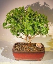 Flowering Downy Jasmine Bonsai Tree For Sale (jasminum 'multiflorum')