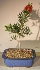 Flowering Bottlebrush Bonsai Tree For Sale - Little John - Small (Callistemon Citrinus Little John)