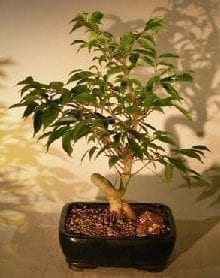 Oriental Ficus Coiled Bonsai Tree For Sale - Medium (ficus benjamina 'orientalis')