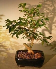 Oriental Ficus Coiled Bonsai Tree For Sale - Medium (ficus benjamina 'orientalis')