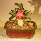 Flowering Desert Rose Bonsai Tree For Sale - Small (Adenium Obesum)