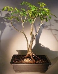 Flowering Gumbo Limbo Bonsai Tree For Sale - Root Over Rock (Bursera Simaruba)