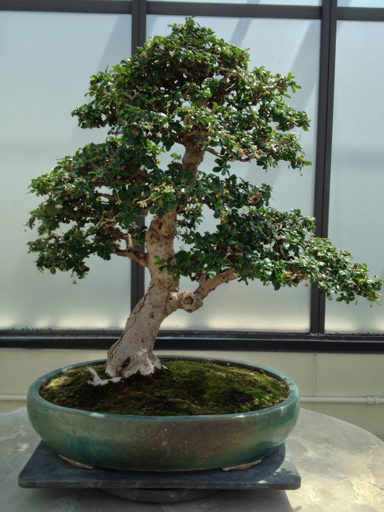 Fukien Tea Bonsai Tree