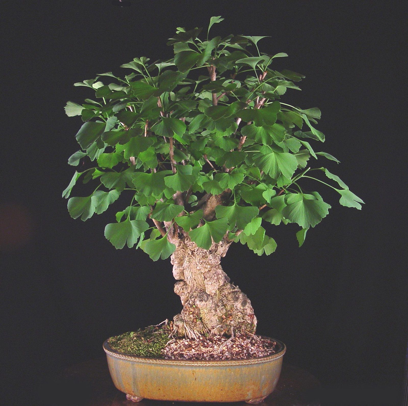 Ginkgo Bonsai Tree