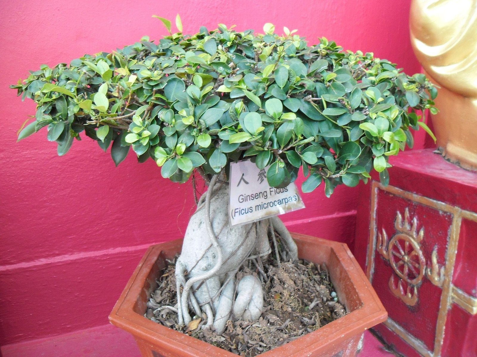 Ginseng Ficus Bonsai Tree