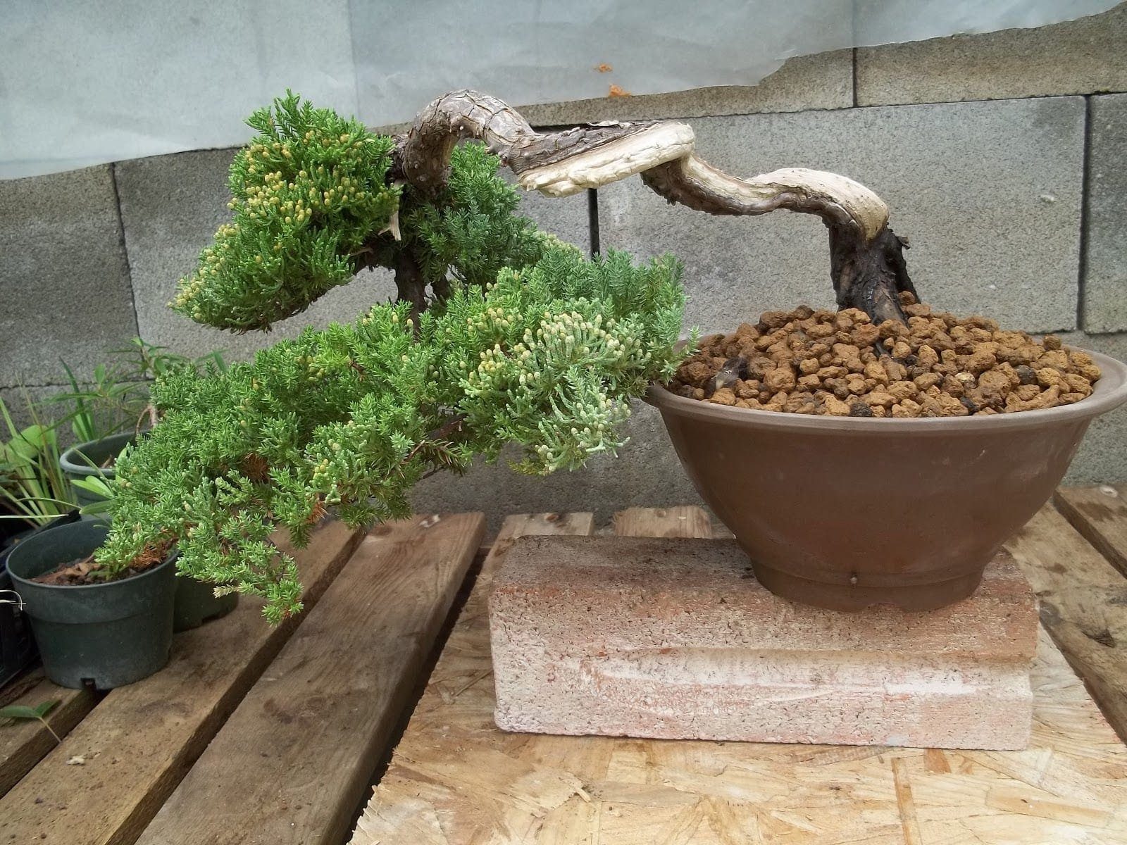 Green Mound Juniper Bonsai Tree