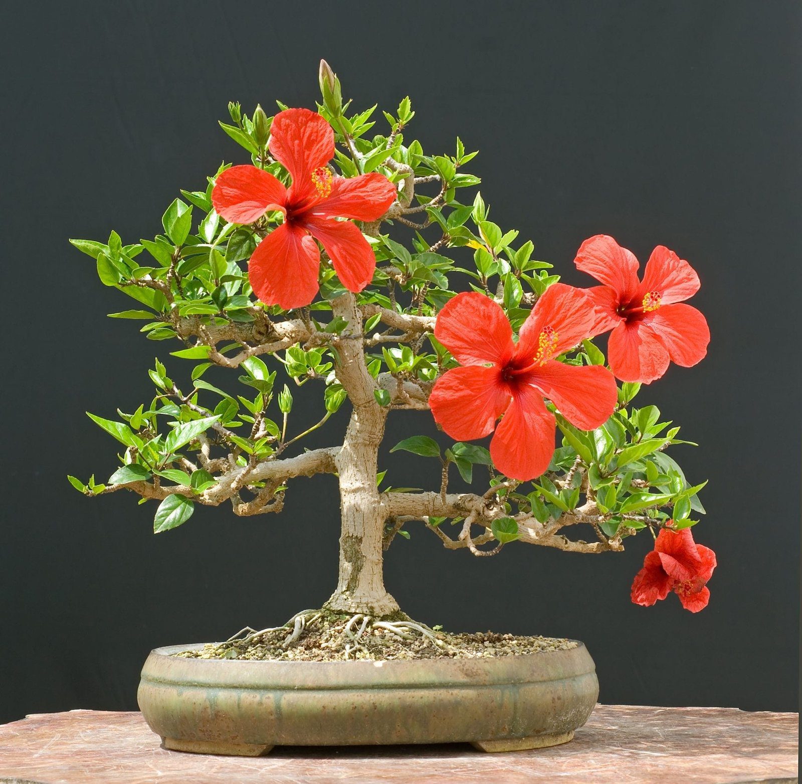 Hibiscus Bonsai Tree