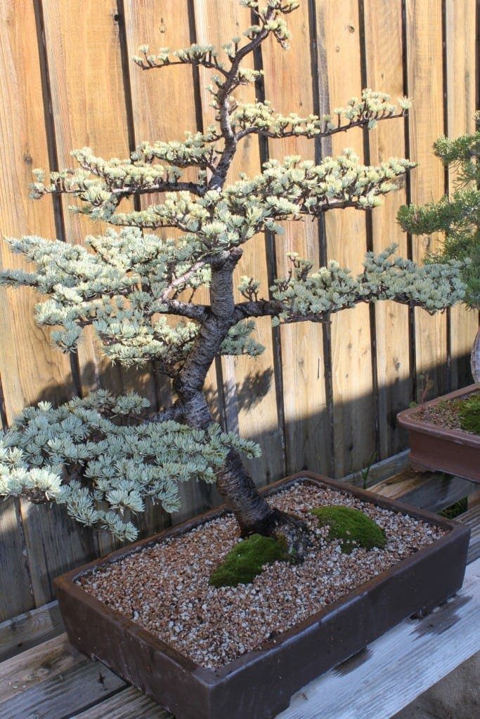 Himalayan Cedar Bonsai Tree