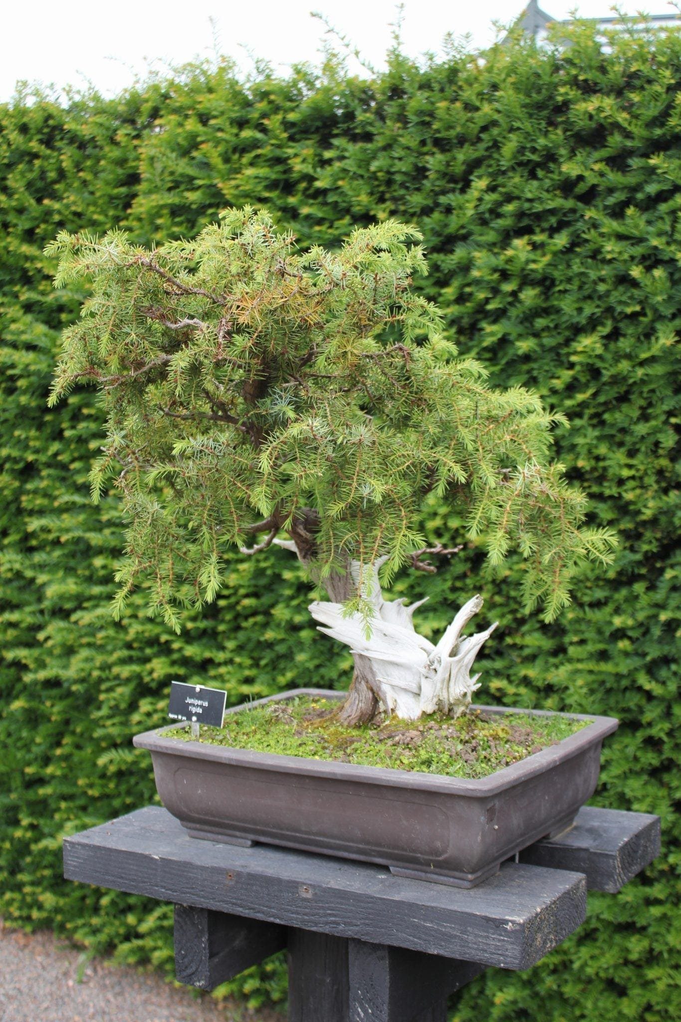 How Bonsai Trees Are Made