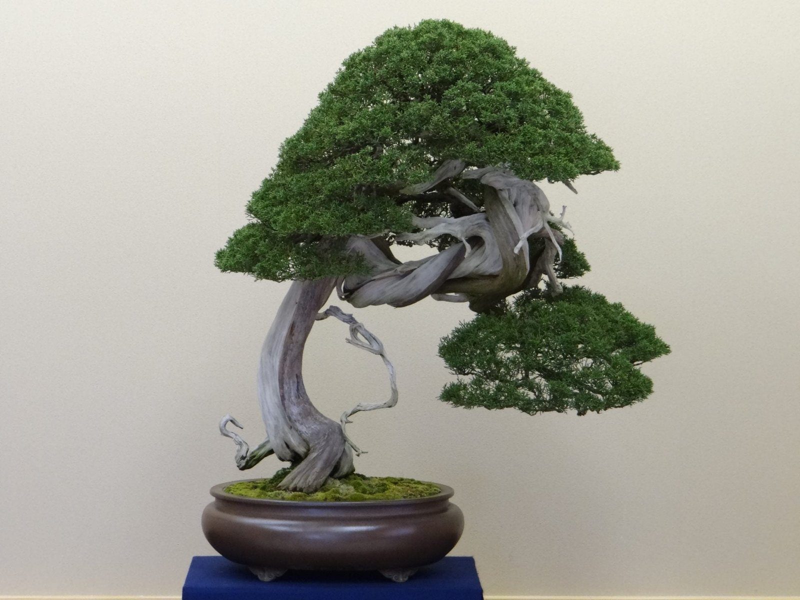 How To Identify A Bonsai Tree