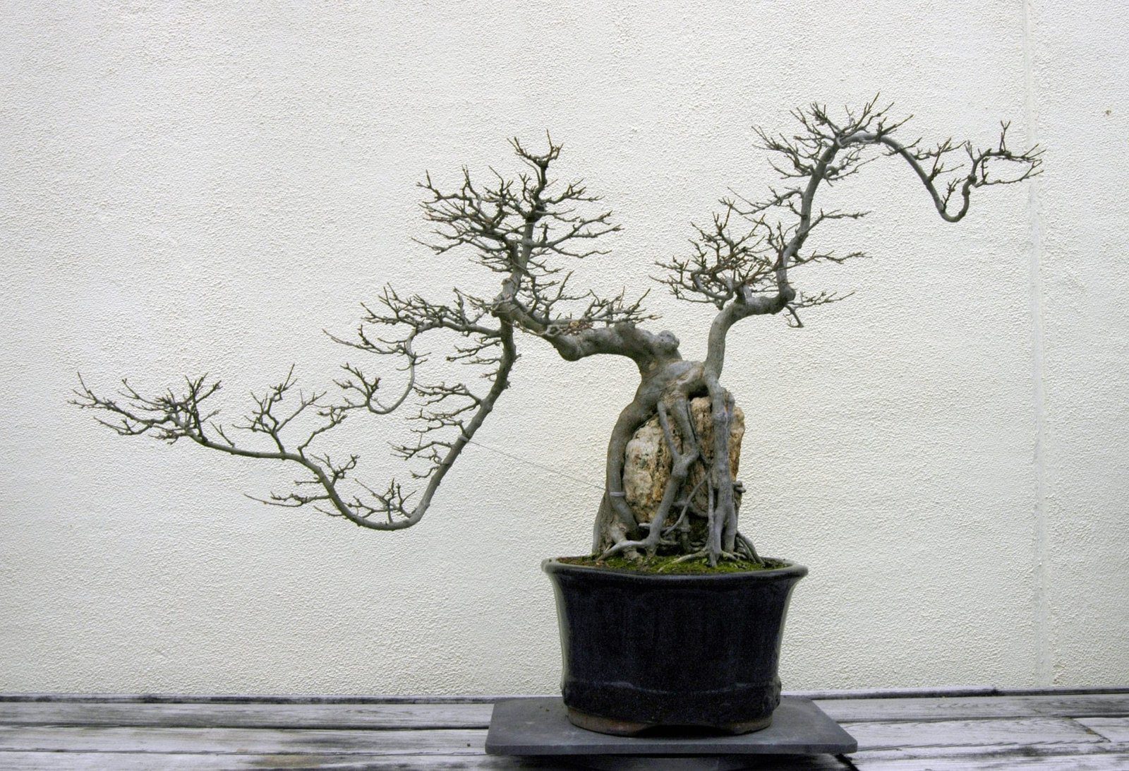 How To Rescue A Dying Bonsai Tree