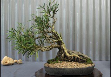 Indoor Bonsai Tree Care