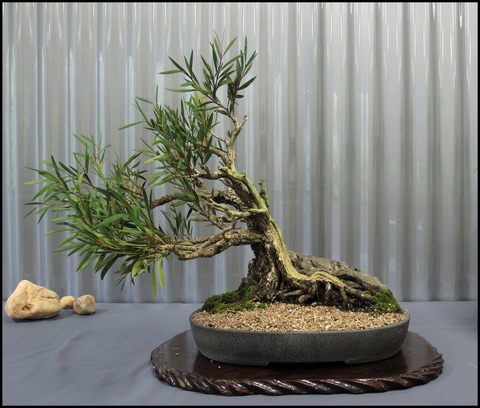 Indoor Bonsai Tree Care