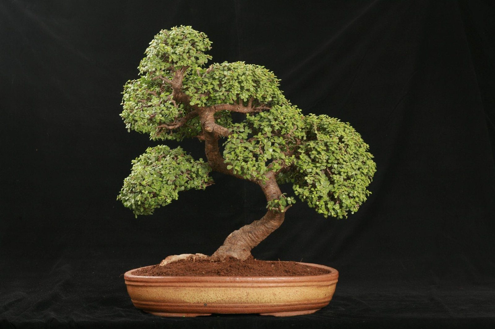 Jade Bonsai Tree