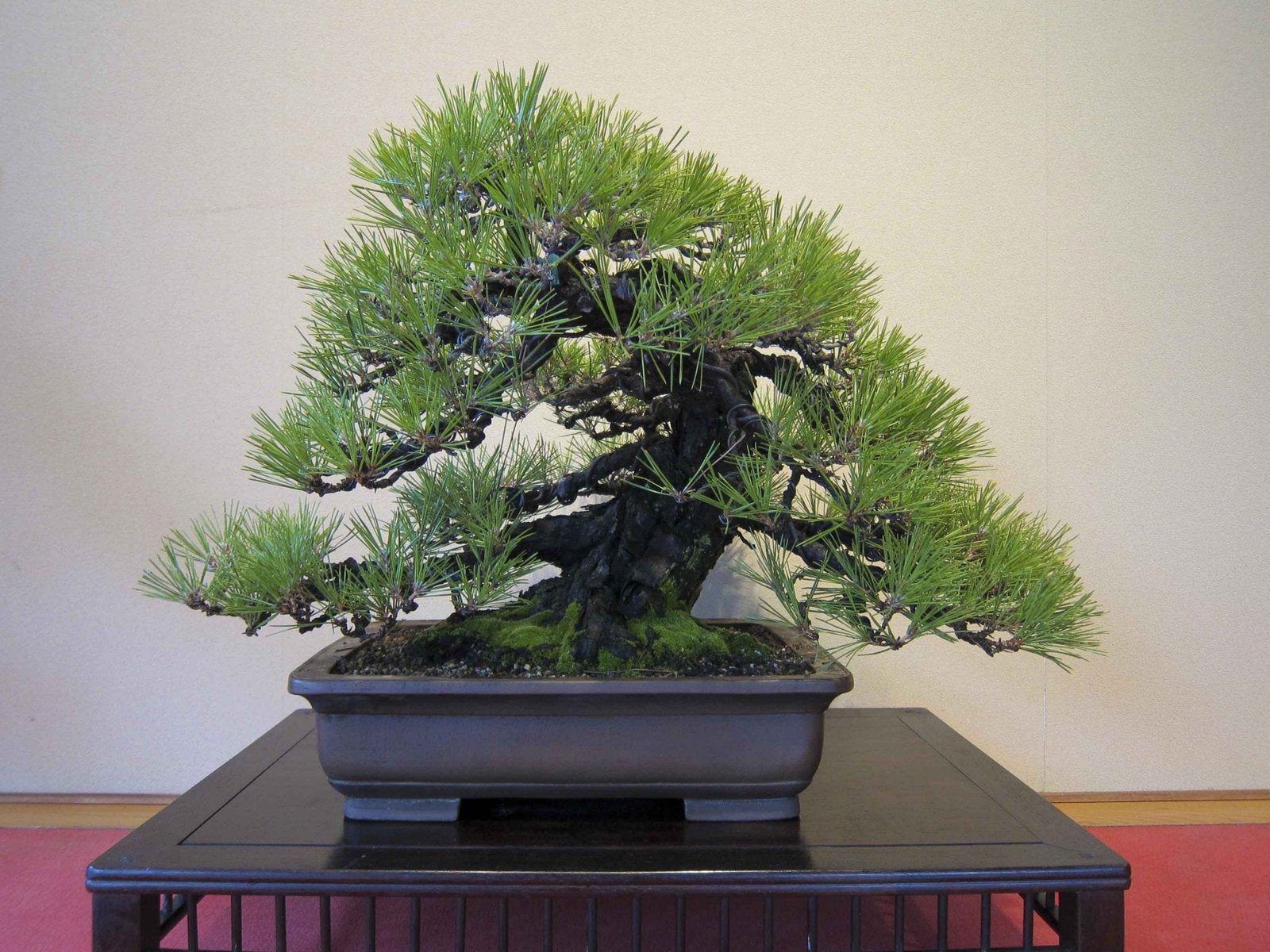 Japanese Black Pine Bonsai Tree