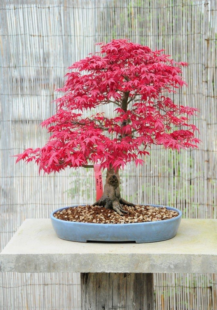 Japanese Maple Bonsai Tree