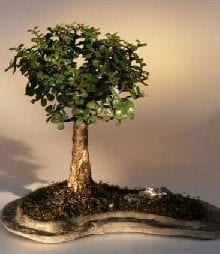 Baby Jade on Rock Slab Bonsai Tree For Sale (Portlacaria Afra)