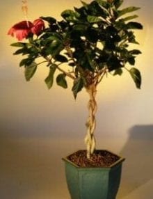 Flowering Tropical Red Hibiscus Braided Trunk Bonsai Tree For Sale (rosa sinsensis)