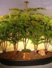 Norfolk Island Pine Bonsai Tree For Sale Forest Five Cluster Planting (araucaria heterophila)