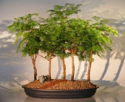 Redwood Bonsai Tree For Sale - 5 Tree Forest Group (metasequoia glyptostroboides)